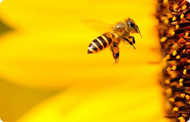 Lajos Ferenc méhészete